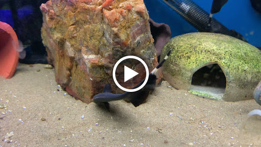 Pet Store «World of Wet Pets», reviews and photos, 8542 SW Apple Way, Portland, OR 97225, USA