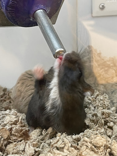 Pet Supply Store «Petco Animal Supplies», reviews and photos, 5994 Montana Ave, El Paso, TX 79925, USA