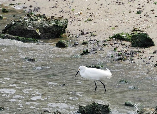 Aquarium «South Carolina Aquarium», reviews and photos, 100 Aquarium Wharf, Charleston, SC 29401, USA