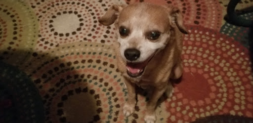 Pet Supply Store «PetSmart», reviews and photos, 211 W Alexander St A, Plant City, FL 33563, USA