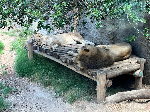 Zoo «Sacramento Zoo», reviews and photos, 3930 W Land Park Dr, Sacramento, CA 95822, USA