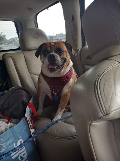 Used Car Dealer «Carsbuck inc», reviews and photos, 776 Coney Island Ave, Brooklyn, NY 11218, USA