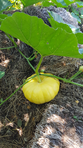 Landscaper «Landscape Source», reviews and photos, 167 Ole W Ln, Rockwall, TX 75087, USA