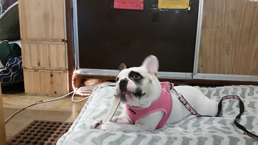 Pet Store «Next to Nature», reviews and photos, 4543 California Ave SW, Seattle, WA 98116, USA