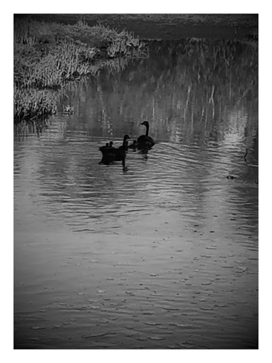 Nature Preserve «Beaverton Creek Wetlands Natural Area», reviews and photos, SW 153rd Dr, Beaverton, OR 97006, USA