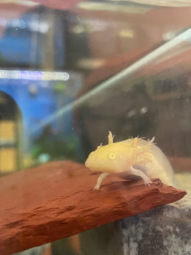 Pet Store «Birds & Beasts Pet Shop», reviews and photos, 35 Berkshire Dr # 18, Crystal Lake, IL 60014, USA