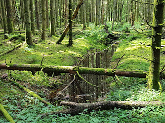 Naturwaldreservat Heidi