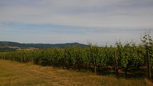 Winery «Patton Valley Vineyard», reviews and photos, 9449 SW Old Highway 47, Gaston, OR 97119, USA