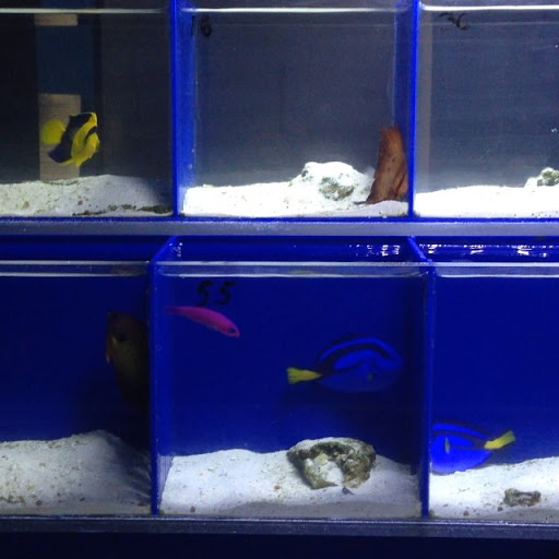 Aquarium «Dream Aquarium 1», reviews and photos, 6900 W 32nd Ave #9, Hialeah, FL 33018, USA