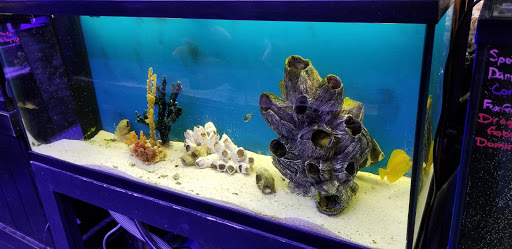 Pet Store «Sea Life Aquarium Services», reviews and photos, 174 Semoran Commerce Pl A101, Apopka, FL 32703, USA