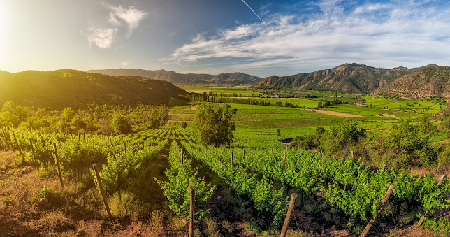 Ruta del Vino Valles de Curico