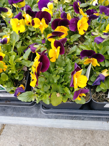 Discount Store «Walmart», reviews and photos, 321 NE Kings Valley Hwy, Dallas, OR 97338, USA