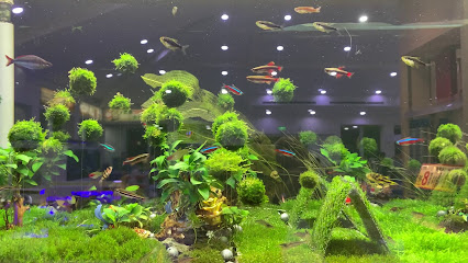 北高雄水族宠物馆-中华店