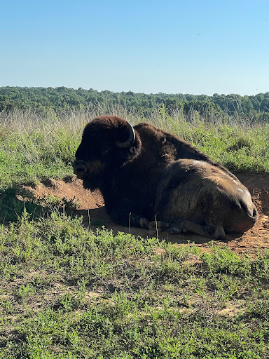 Nature Preserve «Elk and Bison Prairie», reviews and photos, Elk & Bison Prairie Rd, Golden Pond, KY 42211, USA