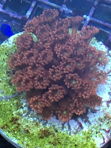 Tropical Fish Store «Ocean Gallery», reviews and photos, 980 US-22, North Plainfield, NJ 07060, USA