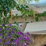 Photo n°10 de l'avis de Hugo.a fait le 08/08/2021 à 10:28 sur le  Julio's Toca à Colares