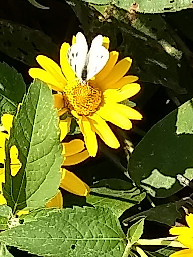 Nature Preserve «Marais Temps Clair Conservation Area», reviews and photos, 5134 Island Road, St Charles, MO 63301, USA