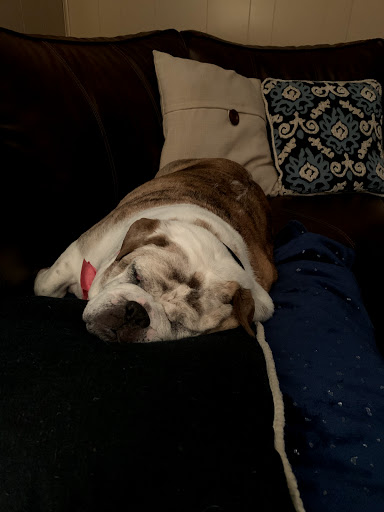 Pet Supply Store «The Natural Dog», reviews and photos, 3708 Lawndale Dr, Greensboro, NC 27455, USA