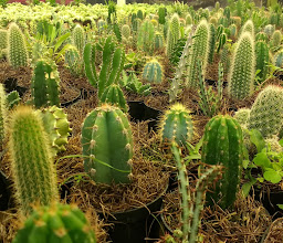 Ecoturismo & Aventuras de México photo