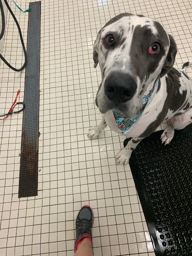 Pet Groomer «Doggie Style Bowtique», reviews and photos, 1713 Westport Rd, Kansas City, MO 64111, USA