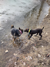 SideKick Dog Training - Photo 7 - Car repair in , Milwaukee
