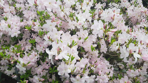 Park «Kerry Park», reviews and photos, 211 W Highland Dr, Seattle, WA 98119, USA