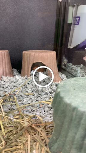 Pet Supply Store «PetSmart», reviews and photos, 20530 E 13 Mile Rd, Roseville, MI 48066, USA