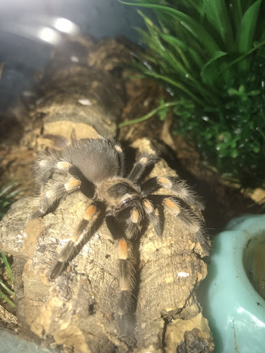 Reptile Store «Reptile Pets Direct», reviews and photos, 8088 Pat Booker Rd, Live Oak, TX 78233, USA