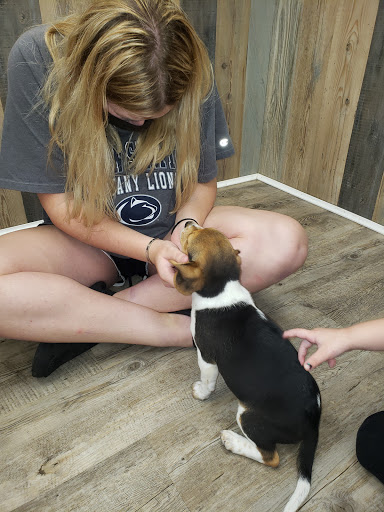 Dog Breeder «Playful Pets», reviews and photos, 115 Ridge Pike, Conshohocken, PA 19428, USA