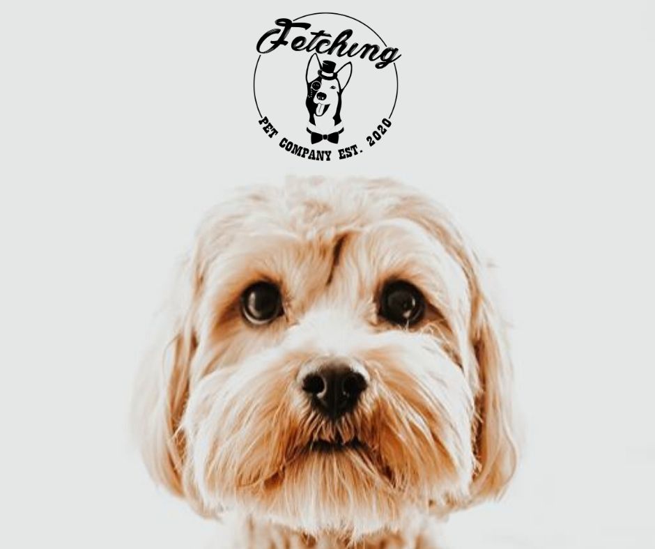 Fetching Pet Company LLC