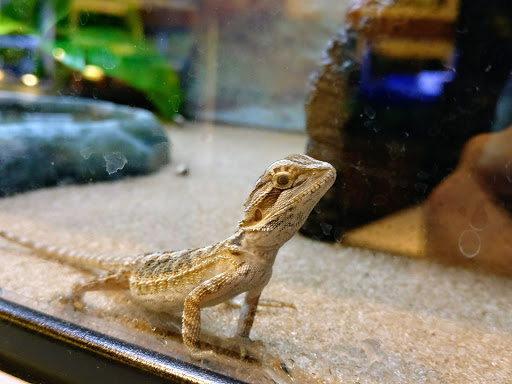 Pet Supply Store «Petco Animal Supplies», reviews and photos, 1320 E Lincoln Way p101, Sparks, NV 89434, USA