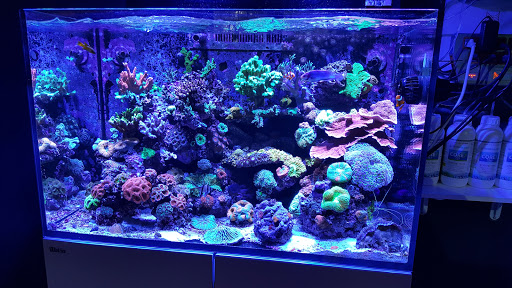Tropical Fish Store «Manhattan Aquariums», reviews and photos, 522 W 37th St, New York, NY 10018, USA