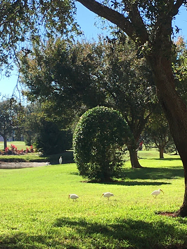 Golf Club «Pinebrook Ironwood Golf Course», reviews and photos, 4260 Ironwood Cir, Bradenton, FL 34209, USA
