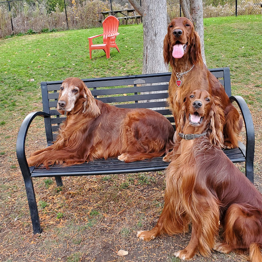Beaverton Crossroads Veterinary Services image