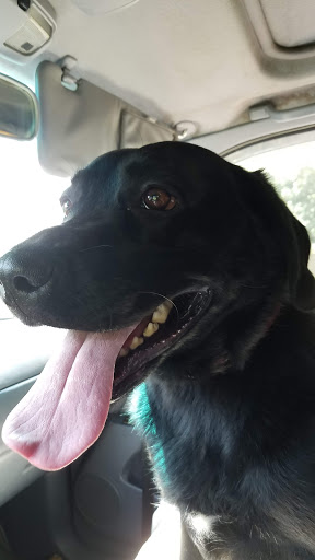 Pet Supply Store «Petco Animal Supplies», reviews and photos, 6720 Fox Centre Pkwy, Gloucester Courthouse, VA 23061, USA