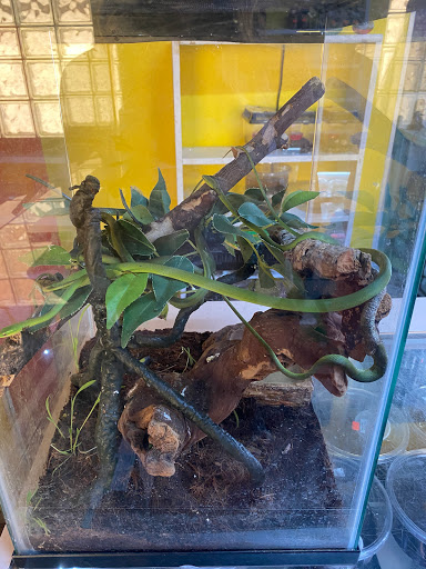 Pet Store «CUSTOM CREATURES PET SHOP», reviews and photos, 10727 N 19th Ave, Phoenix, AZ 85029, USA
