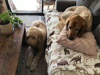 Pampered Pet Sitting of Scottsdale - Photo 8 - Car repair in Scottsdale, AZ, Phoenix