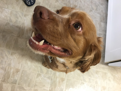 Pet Store «Just Puppies Inc», reviews and photos, 2004 Veirs Mill Rd, Rockville, MD 20851, USA