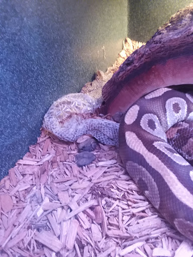 Pet Store «Petland Hoffman», reviews and photos, 11 Golf Center, Hoffman Estates, IL 60169, USA