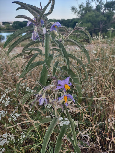 Public Golf Course «Riverside Golf Club», reviews and photos, 3000 Riverside Pkwy, Grand Prairie, TX 75050, USA