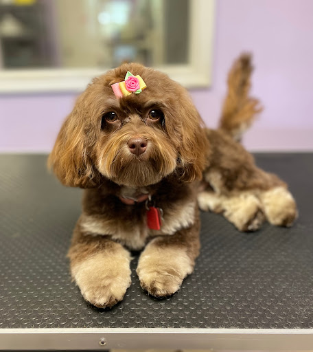 Unleashed Dog Grooming