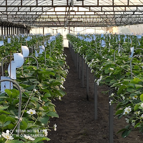 Kanyó Eper - Kertészkedő