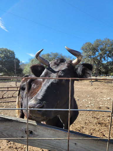 Pony Ride Service «The Farmyard», reviews and photos, 30250 Leroy Scheel Rd, Bulverde, TX 78163, USA