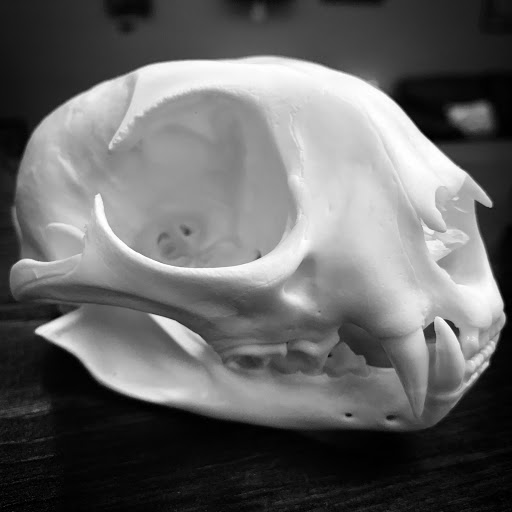 Tattoo Shop «Fox Tattoo Parlor & Gallery», reviews and photos, 3045-B SE 3rd Ave, Ocala, FL 34471, USA