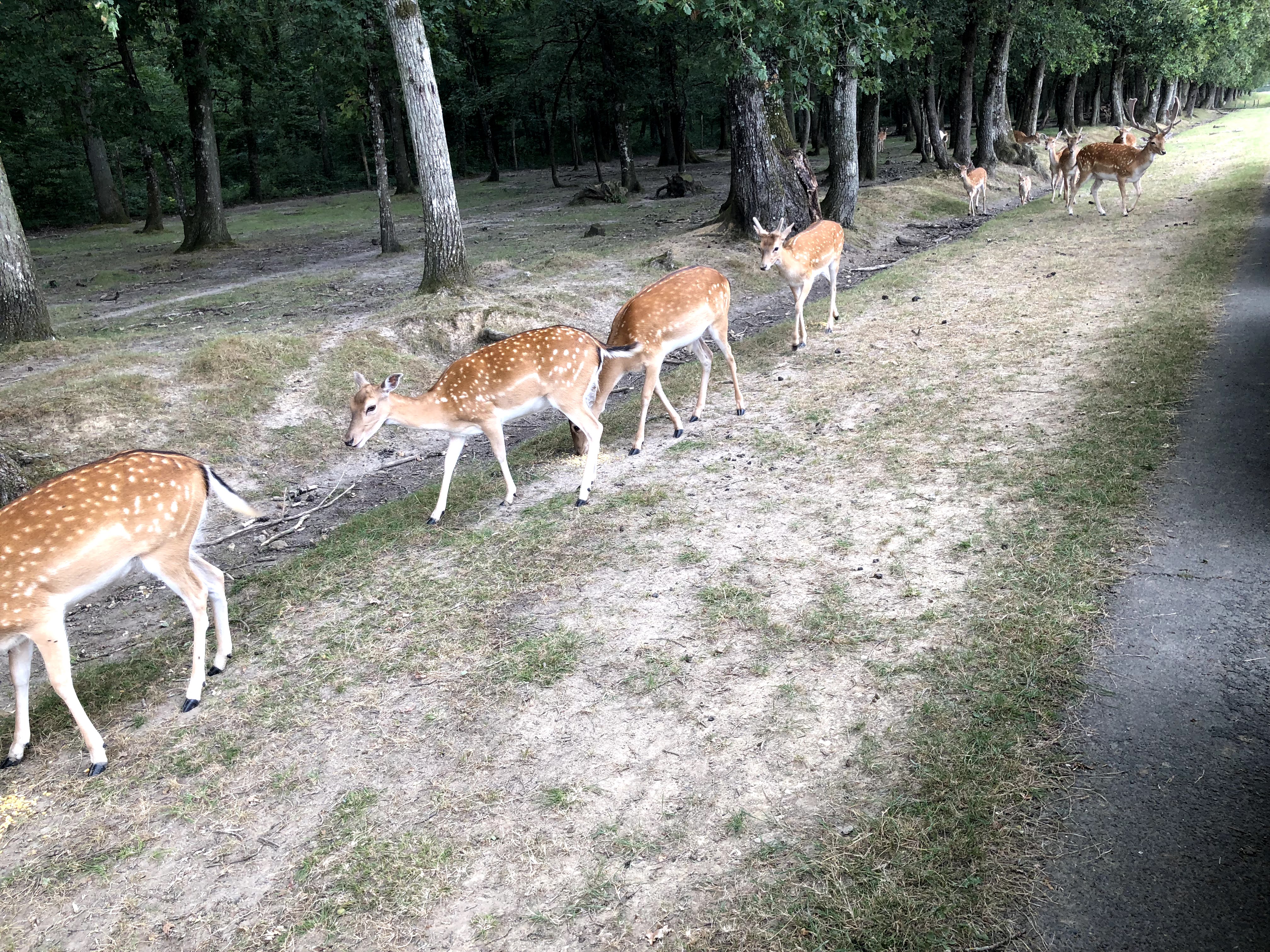 Photo n° 27 de l'avis de Julien.o fait le 27/07/2018 à 17:41
