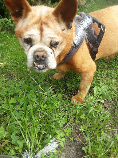 Dr. med. vet. Friedrich E. Röcken unter Schleswig, Schleswig-Holstein