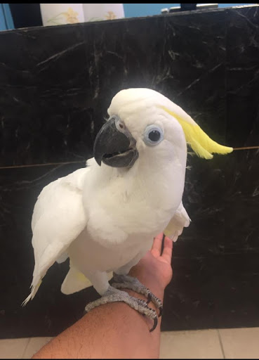 Pet Supply Store «Pet Supplies Plus», reviews and photos, 126 E Main St, Smithtown, NY 11787, USA