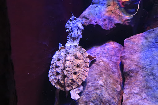 Aquarium «Via Aquarium», reviews and photos, 93 W Campbell Rd, Schenectady, NY 12306, USA