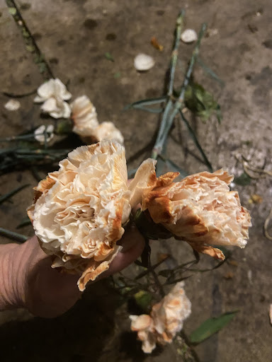 Florist «FMI Farms - Flower Wholesaler», reviews and photos, 9607 NW 33rd St, Doral, FL 33172, USA