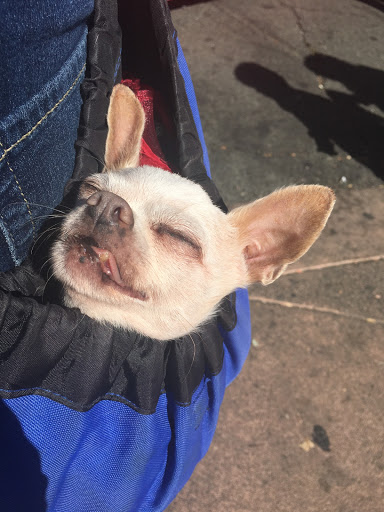 Pet Supply Store «Haute Dogs Boutique & Barkery», reviews and photos, 507 Georgia St, Vallejo, CA 94590, USA